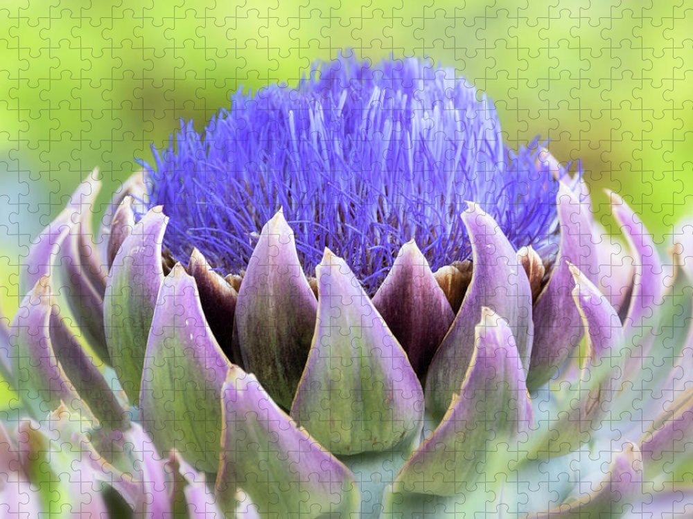 Detail Artichoke Flower Images Nomer 27