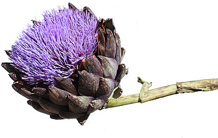 Detail Artichoke Flower Images Nomer 29