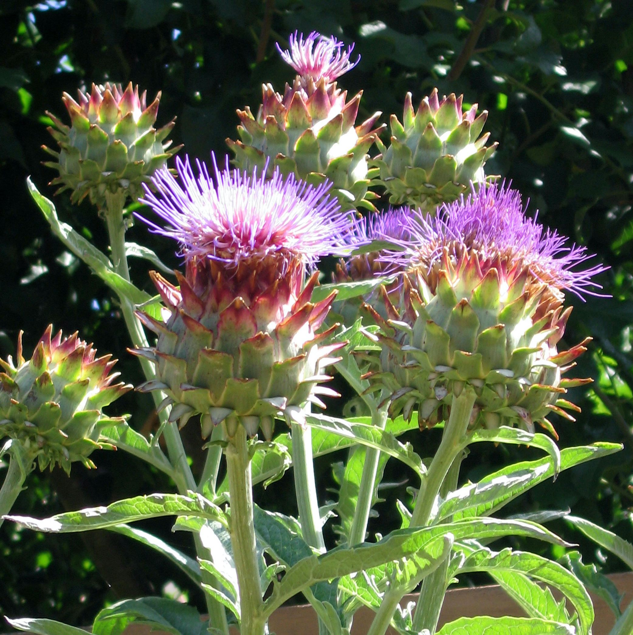 Detail Artichoke Flower Images Nomer 4