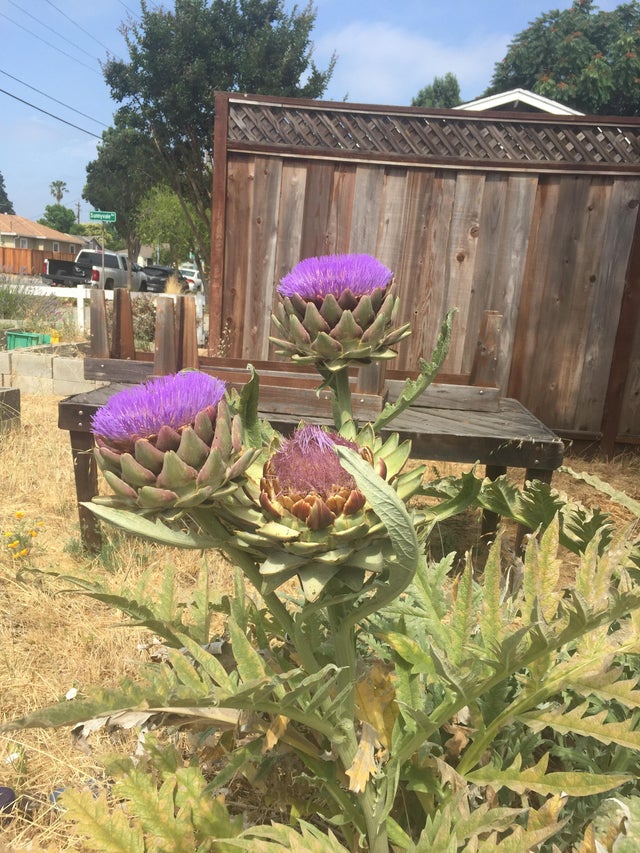 Detail Artichoke Flower Images Nomer 30