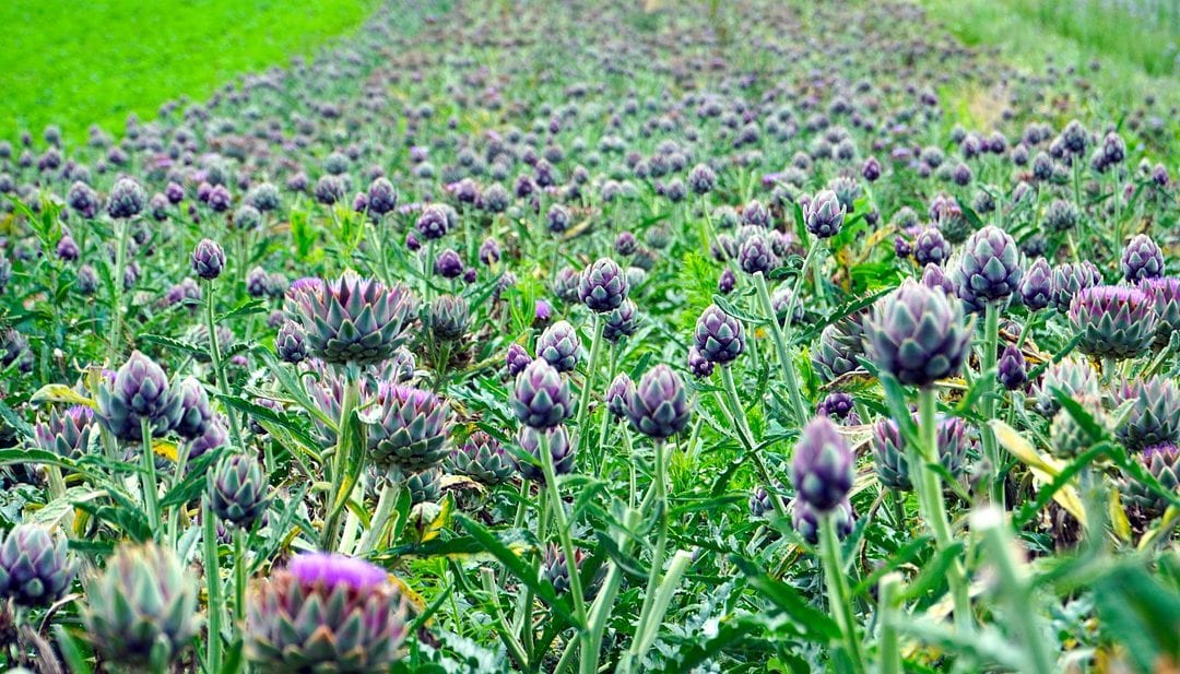 Detail Artichoke Flower Images Nomer 33