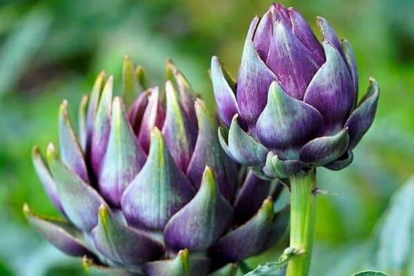 Detail Artichoke Flower Images Nomer 34