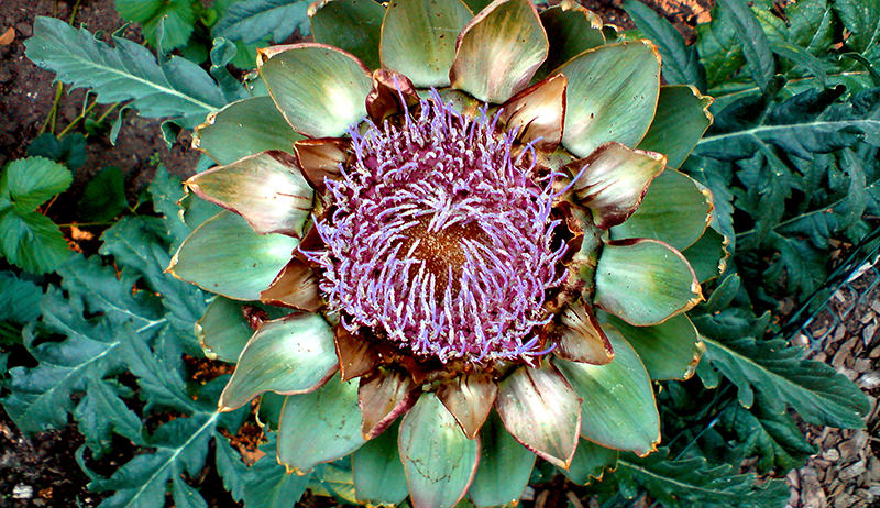 Detail Artichoke Flower Images Nomer 38