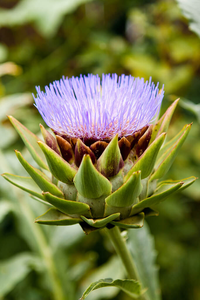 Detail Artichoke Flower Images Nomer 5