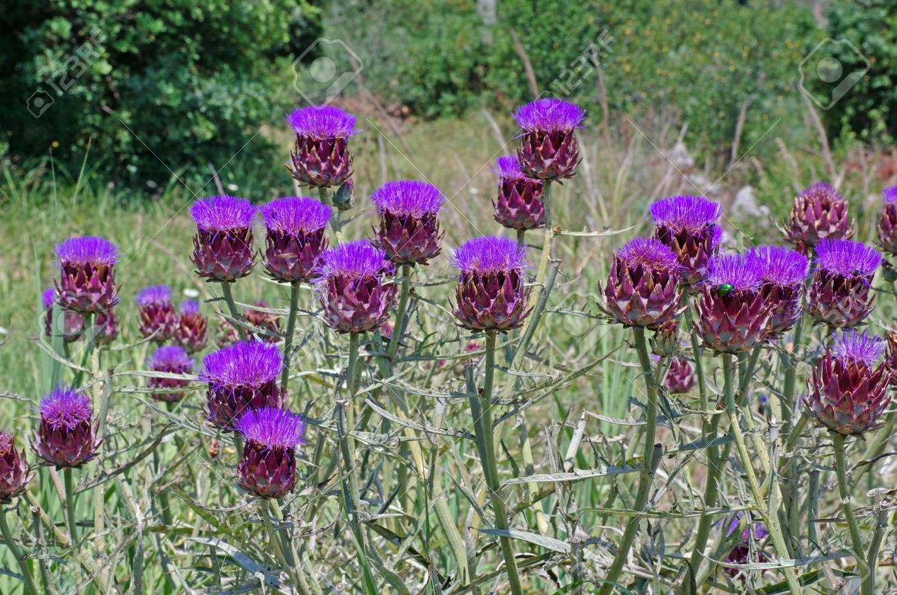 Detail Artichoke Flower Images Nomer 42