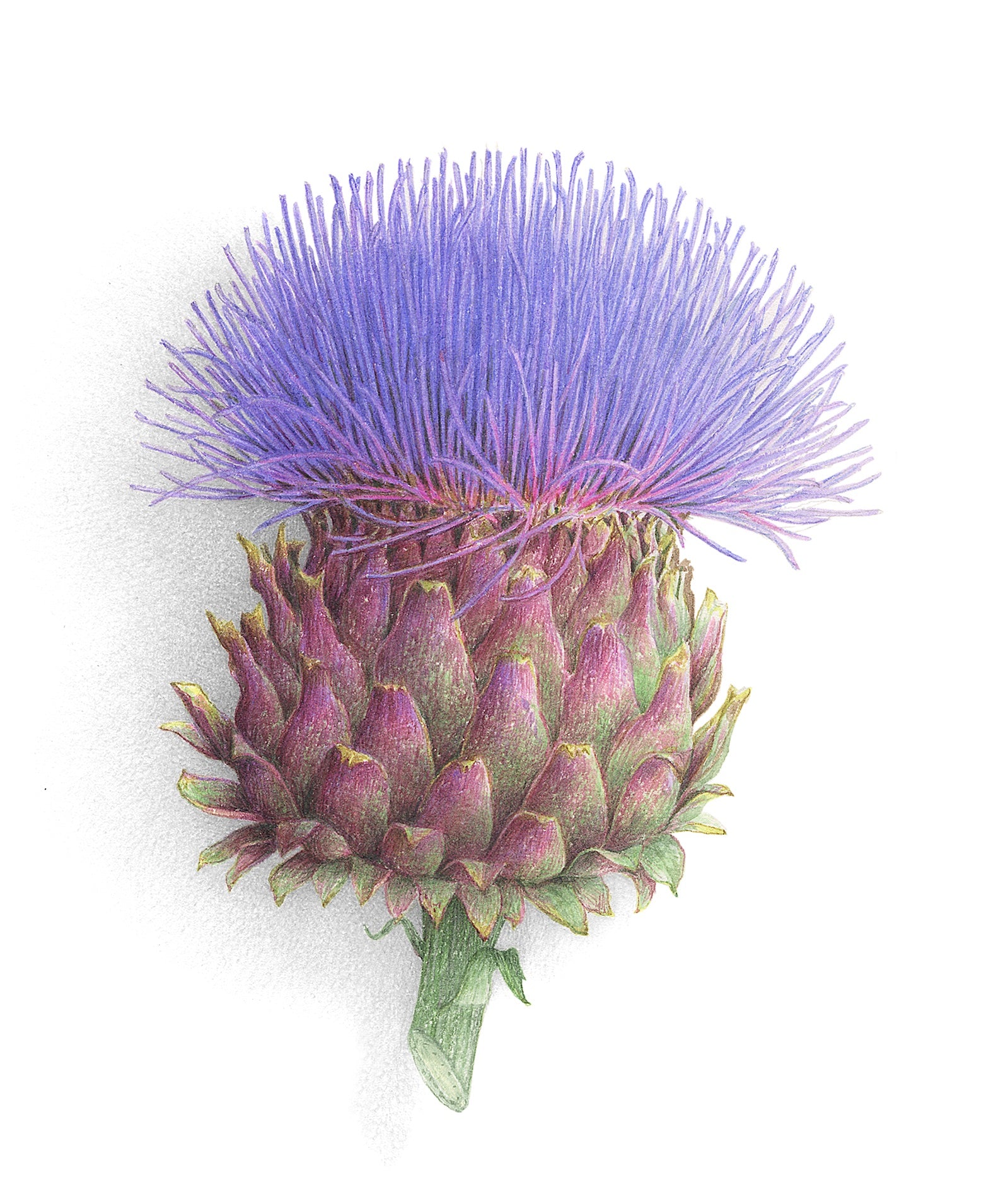 Detail Artichoke Flower Images Nomer 45