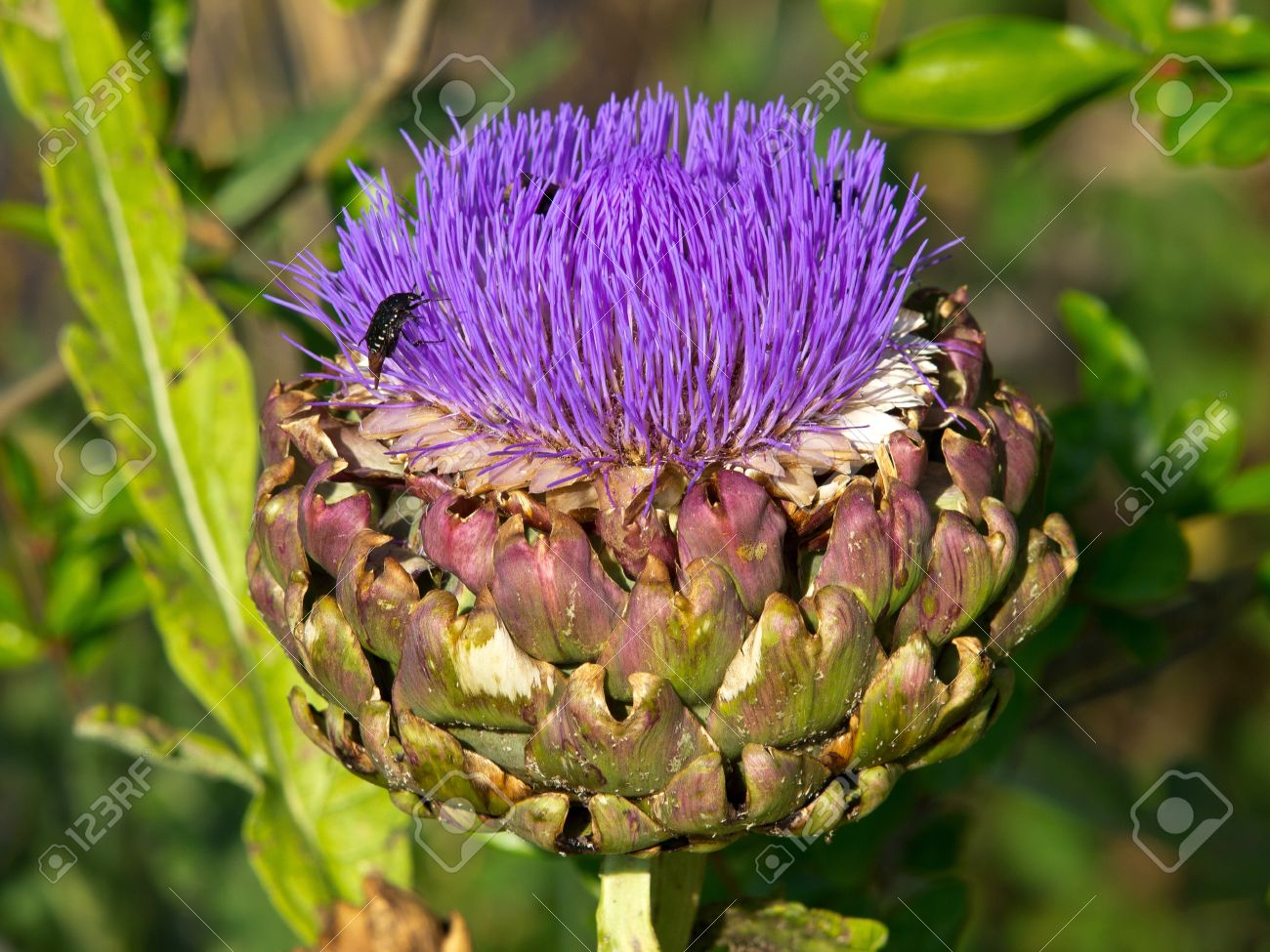 Detail Artichoke Flower Images Nomer 47