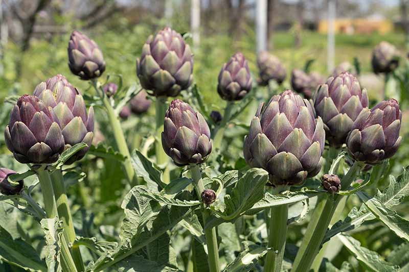 Detail Artichoke Flower Images Nomer 49