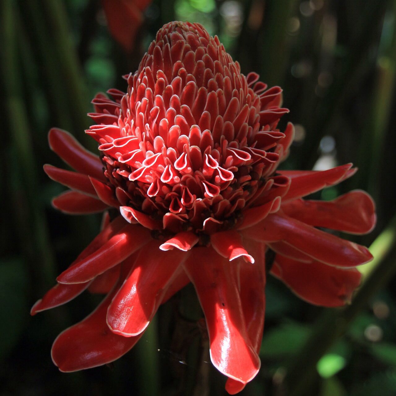 Detail Artichoke Flower Images Nomer 50