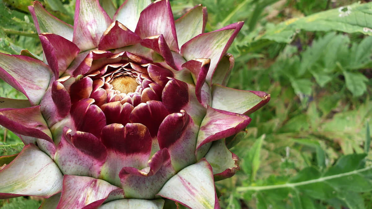 Detail Artichoke Flower Images Nomer 51