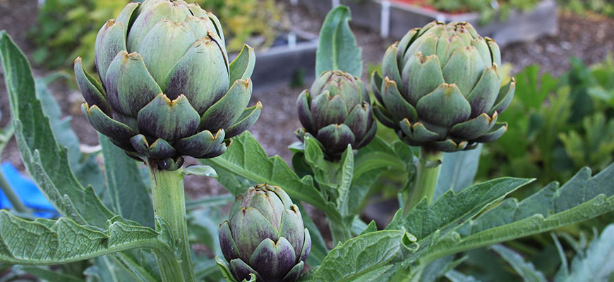 Detail Artichoke Flower Images Nomer 52