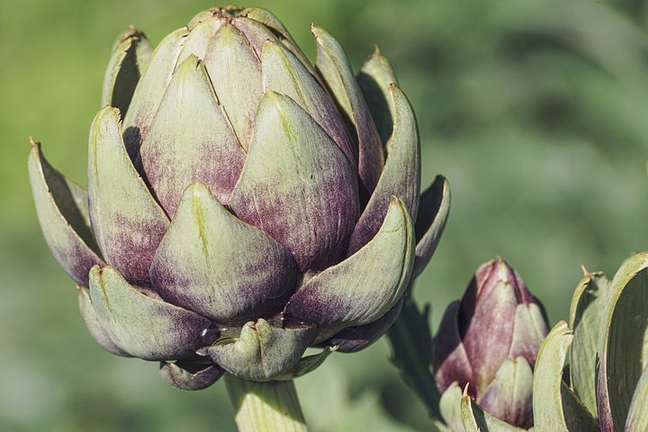 Detail Artichoke Flower Images Nomer 54