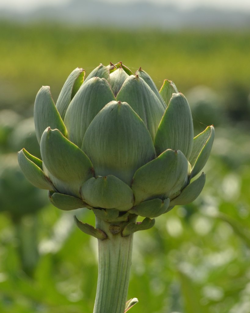 Detail Artichoke Flower Images Nomer 55