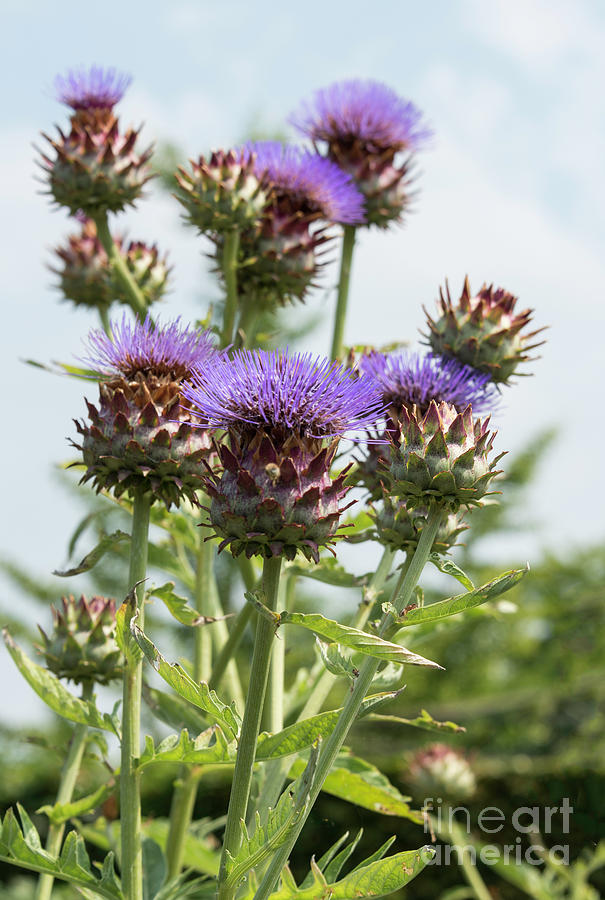 Detail Artichoke Flower Images Nomer 56