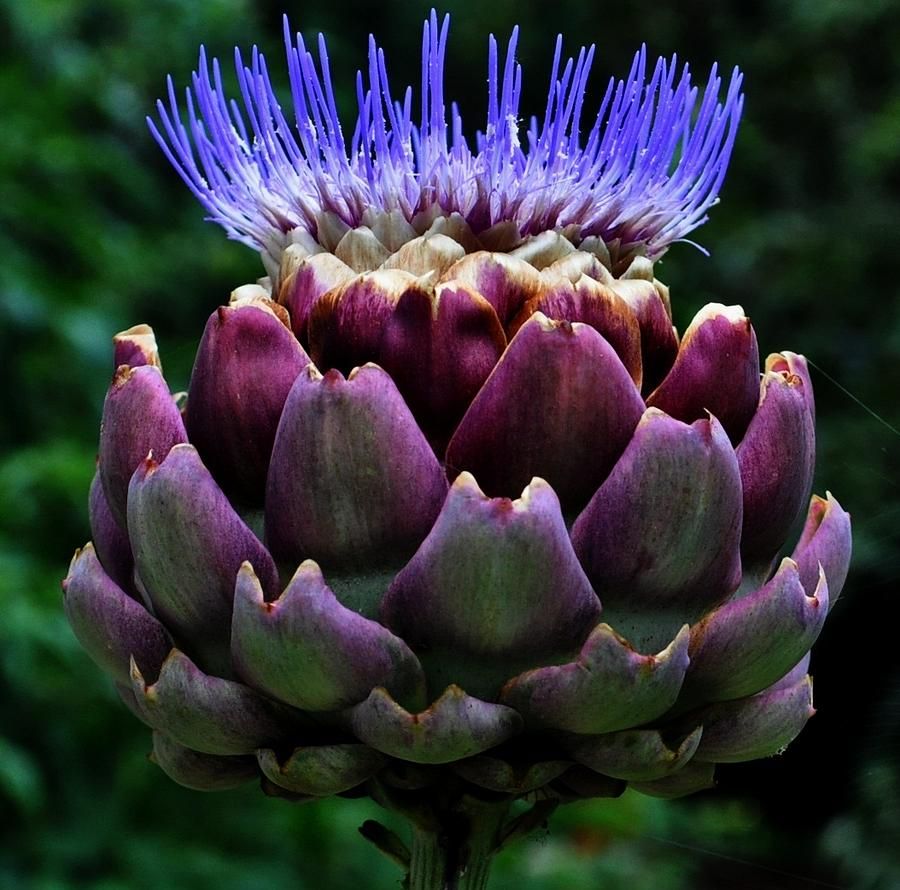 Detail Artichoke Flower Images Nomer 8