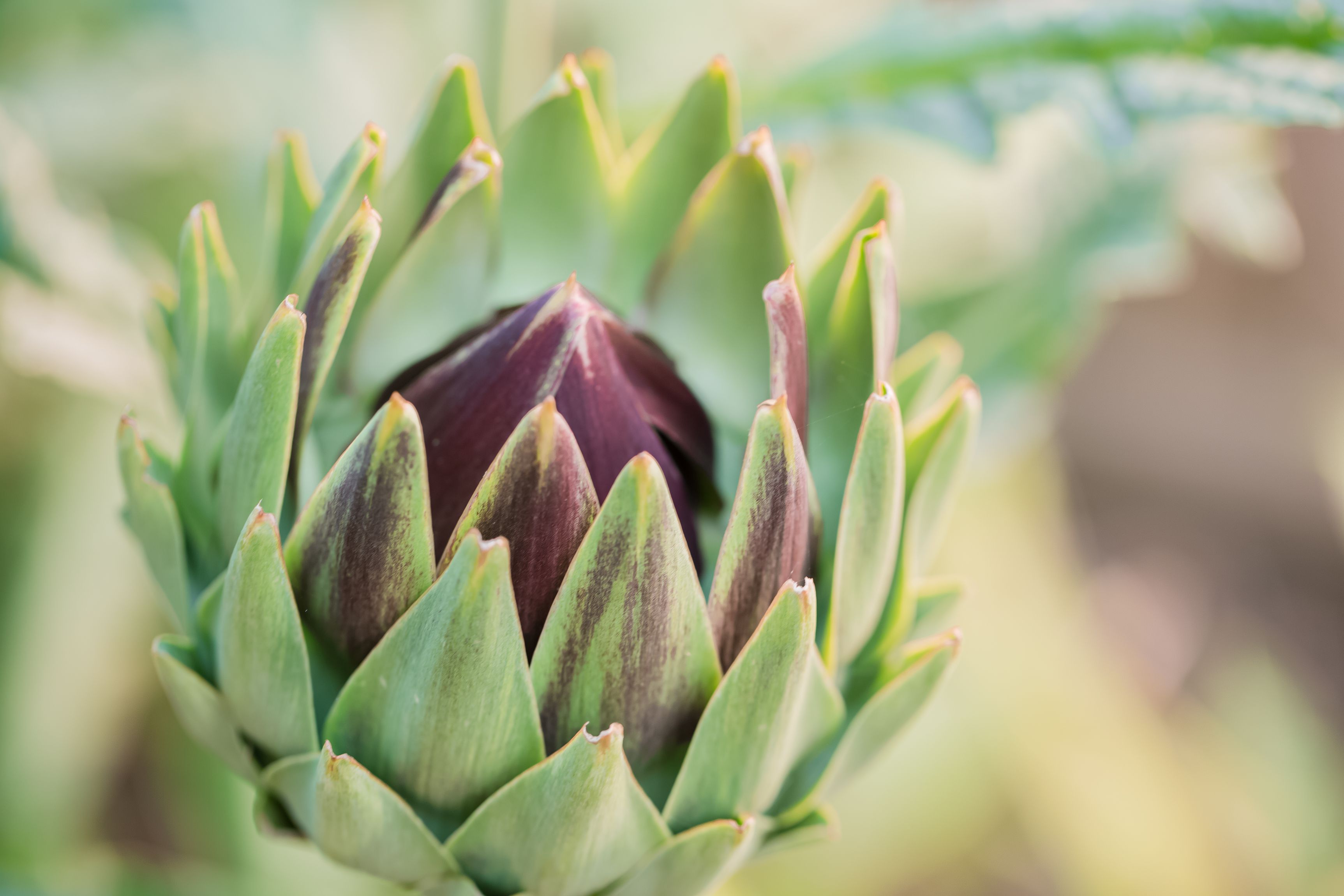 Detail Artichoke Flower Images Nomer 9