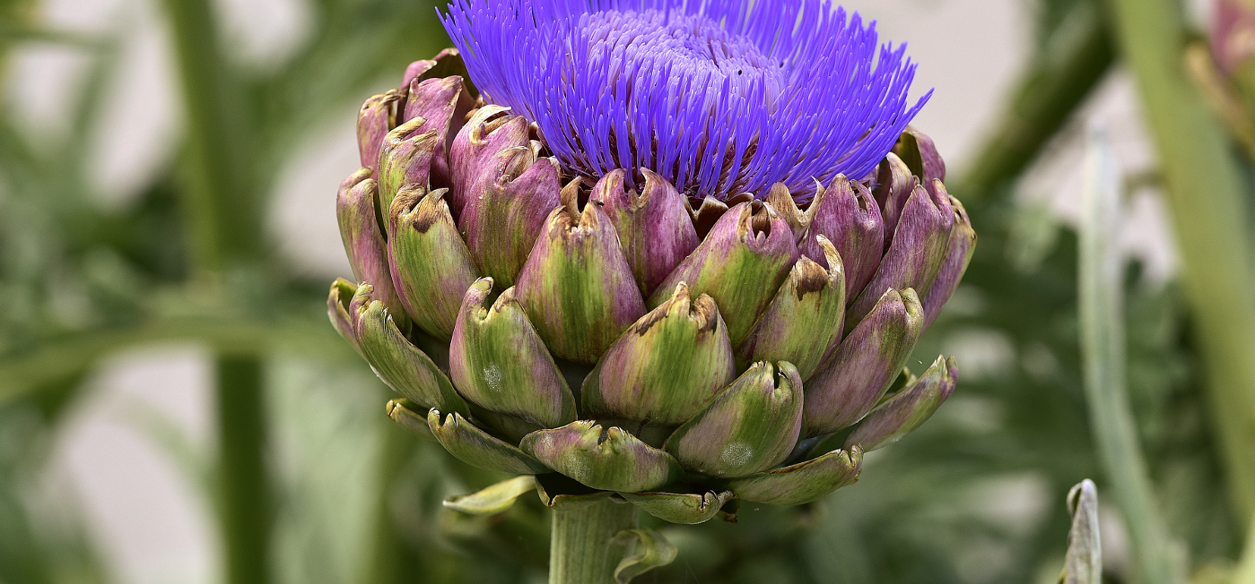 Detail Artichoke Flower Images Nomer 10