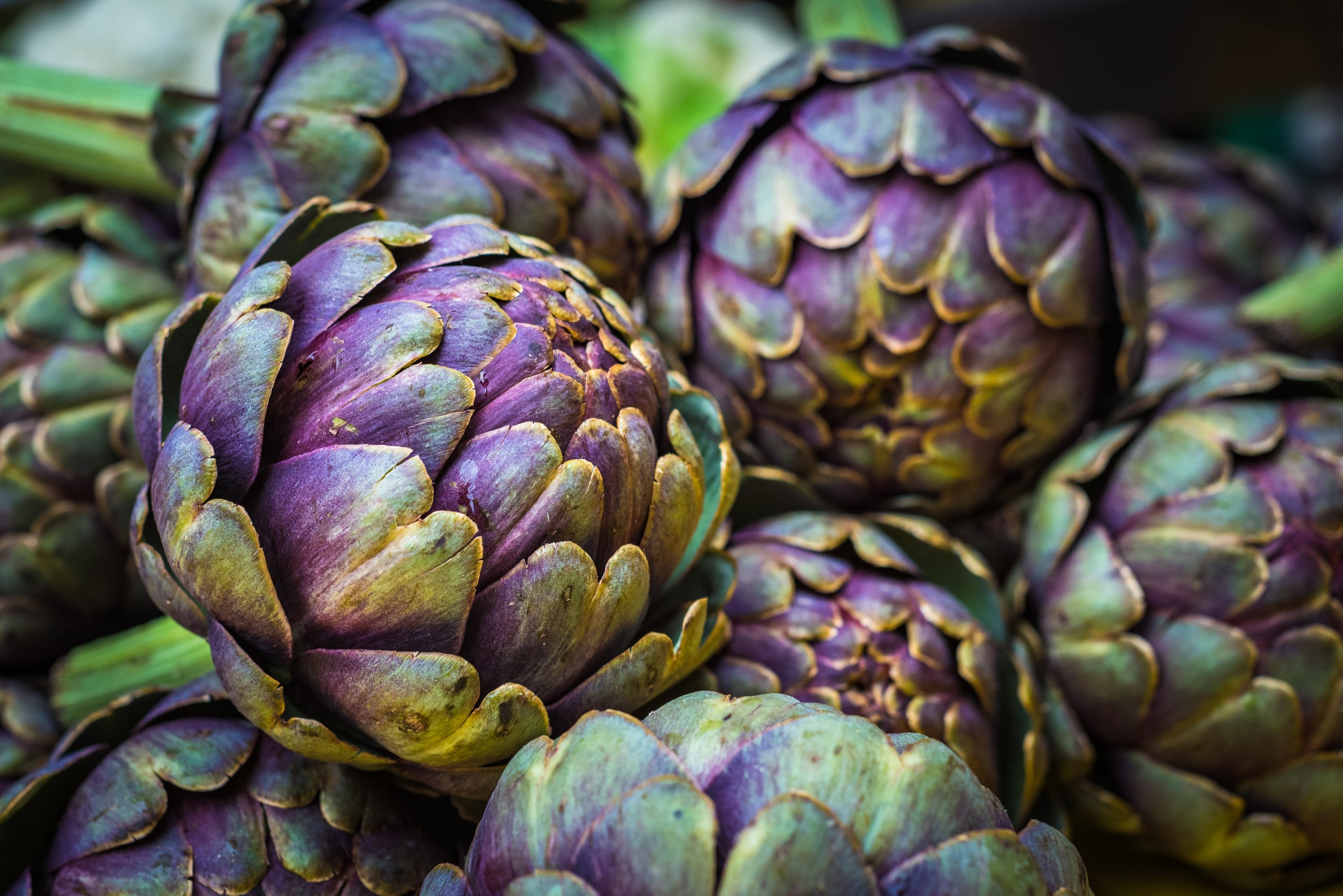 Detail Artichoke Photo Nomer 10