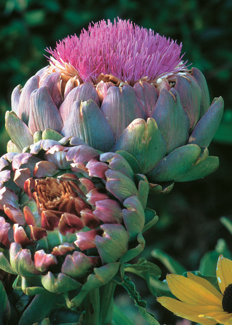 Detail Artichoke Plant Pictures Nomer 22