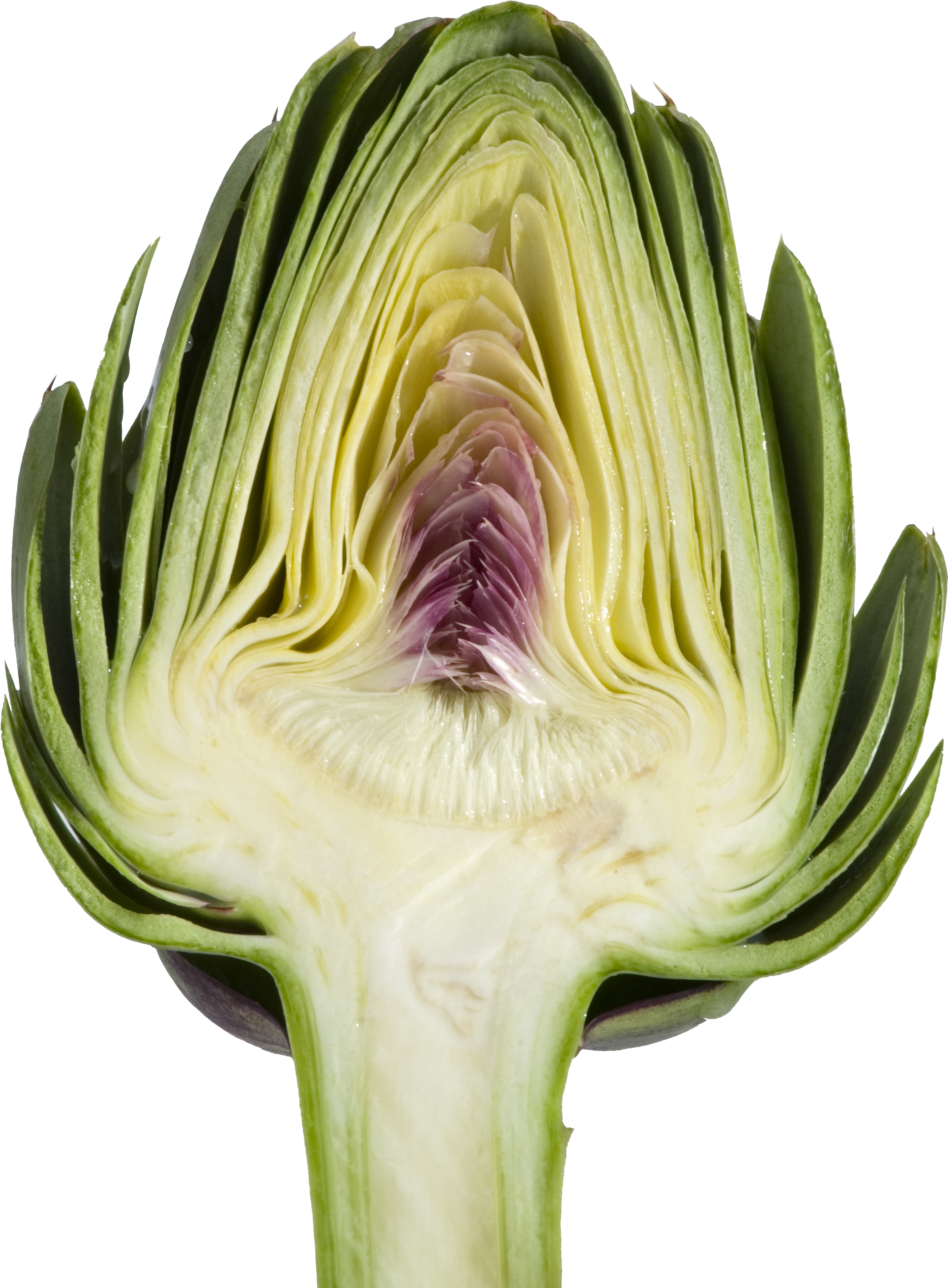 Detail Artichoke Png Nomer 48