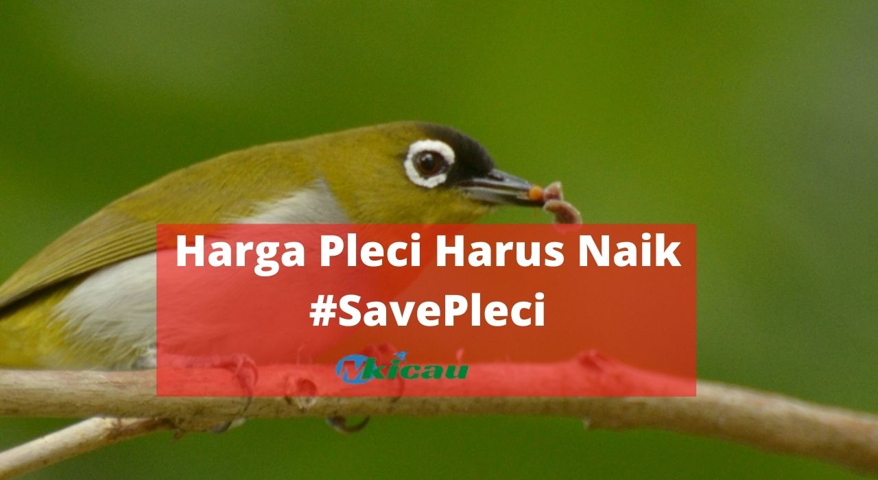 Detail Artikel Gambar Burung Pleci Jantan Nomer 27