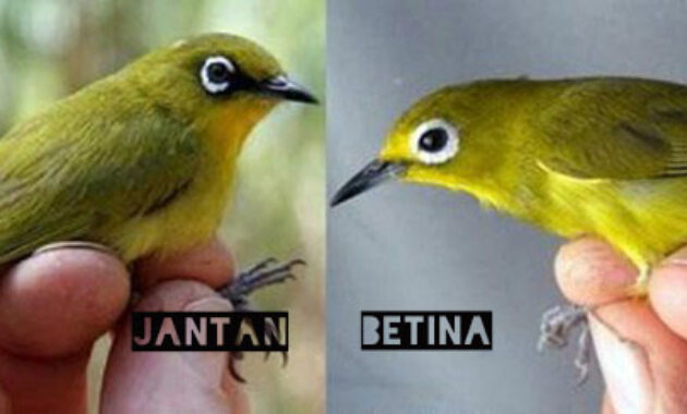 Detail Artikel Gambar Burung Pleci Jantan Nomer 46