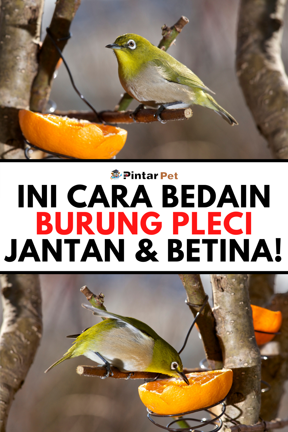 Detail Artikel Gambar Burung Pleci Jantan Nomer 51