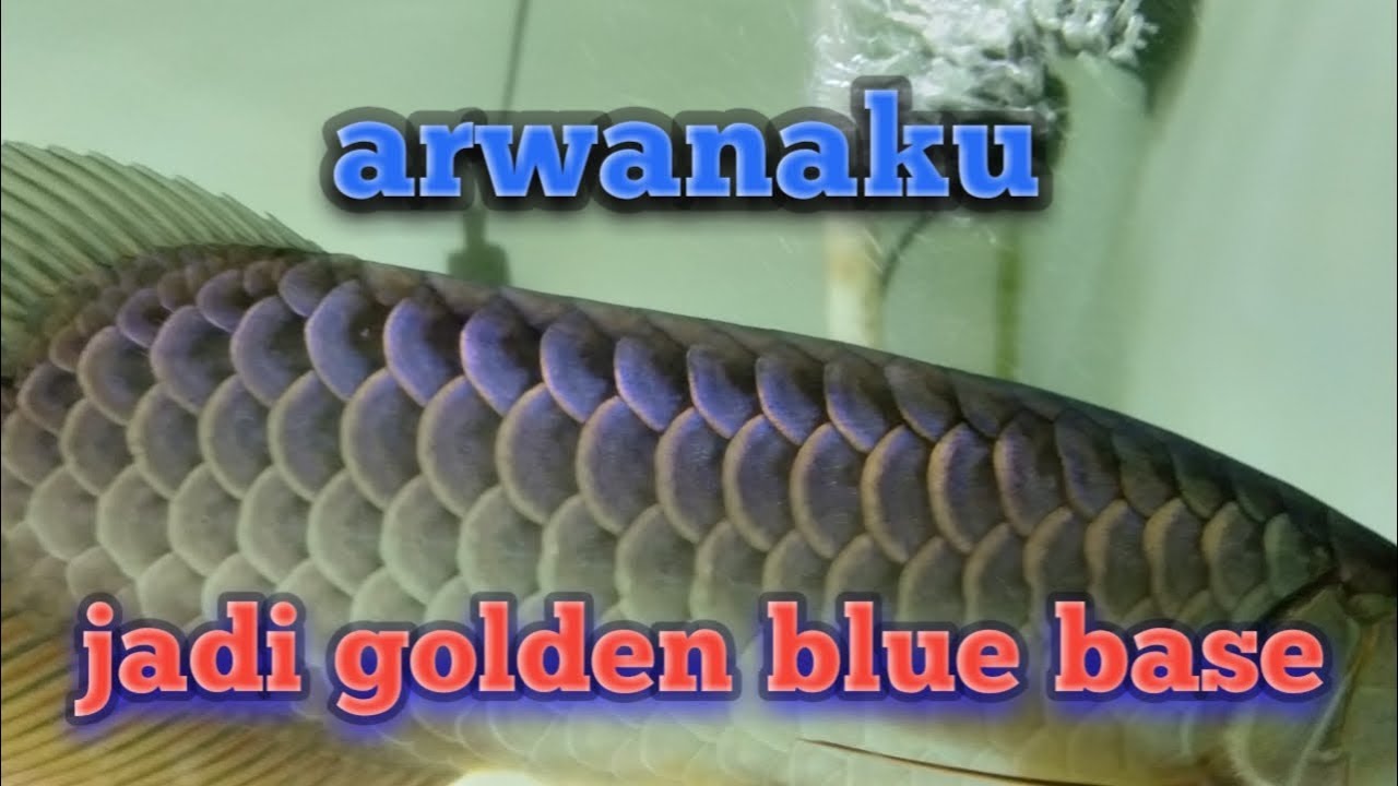 Detail Arwana Golden Nomer 53