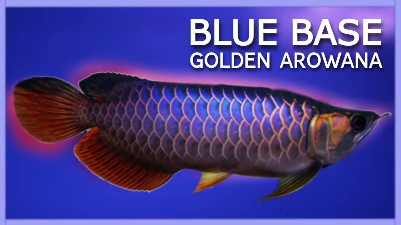 Arwana Golden Blue - KibrisPDR