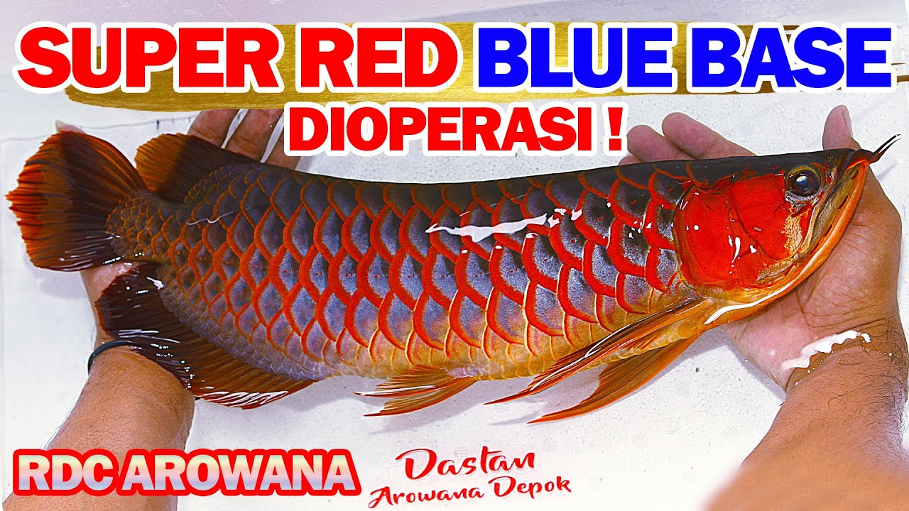 Detail Arwana Golden Red Blue Base Nomer 32