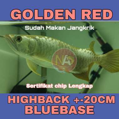 Detail Arwana Golden Red Blue Base Nomer 53