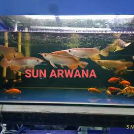 Detail Arwana Golden Red Terbaik Nomer 45