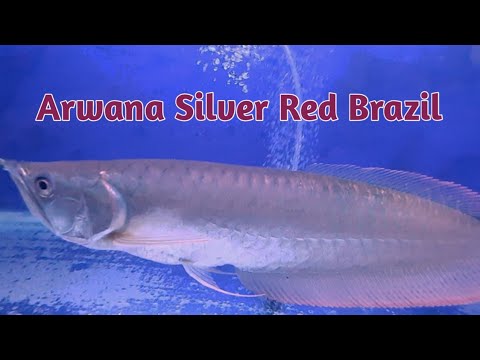 Detail Arwana Silver Red Brazil Nomer 57