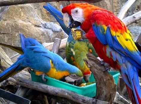 Detail Asal Burung Macaw Nomer 20