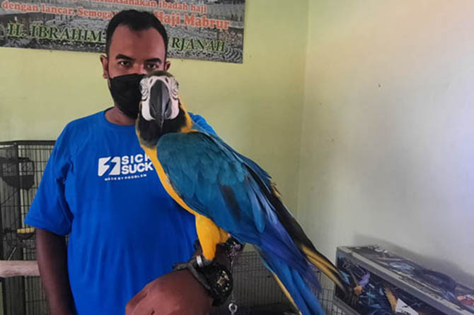 Detail Asal Burung Macaw Nomer 22