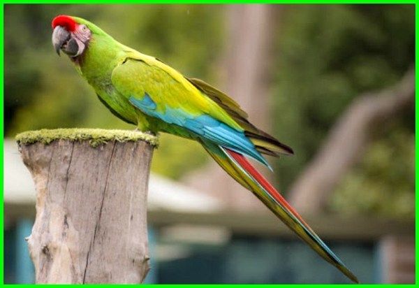 Detail Asal Burung Macaw Nomer 28