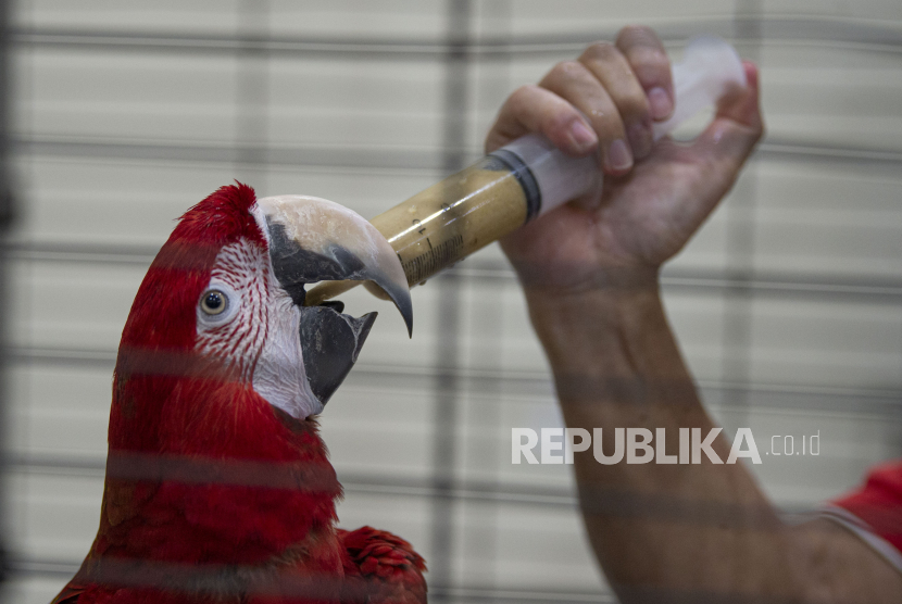 Detail Asal Burung Macaw Nomer 32