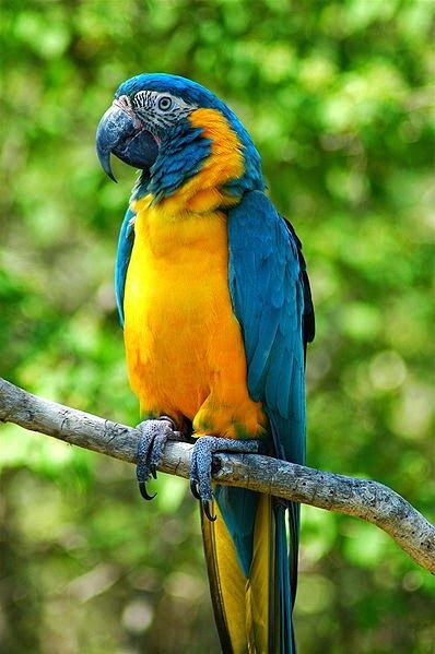 Detail Asal Burung Macaw Nomer 40