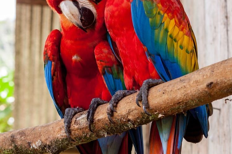 Detail Asal Burung Macaw Nomer 54