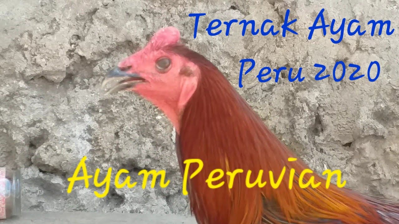 Detail Asal Usul Ayam Peru Nomer 29