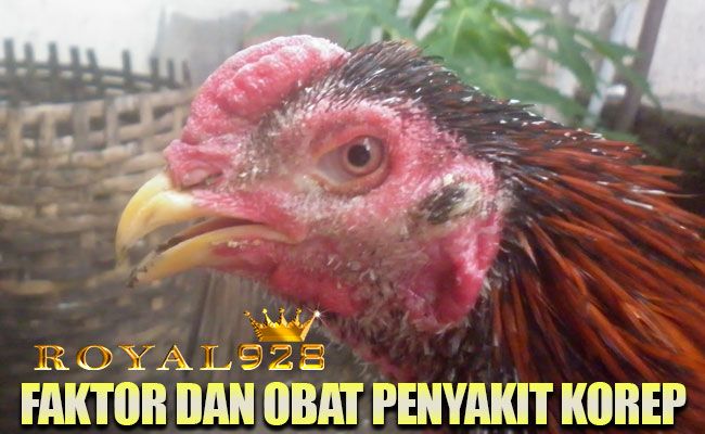 Download Asal Usul Ayam Peru Nomer 36