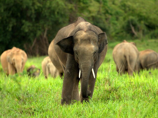 Detail Asian Elephant Image Nomer 2