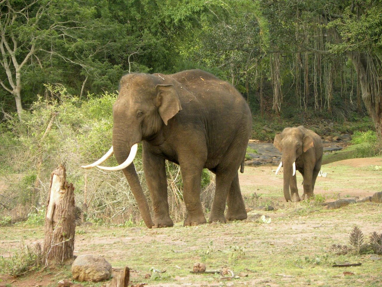 Detail Asian Elephant Image Nomer 11