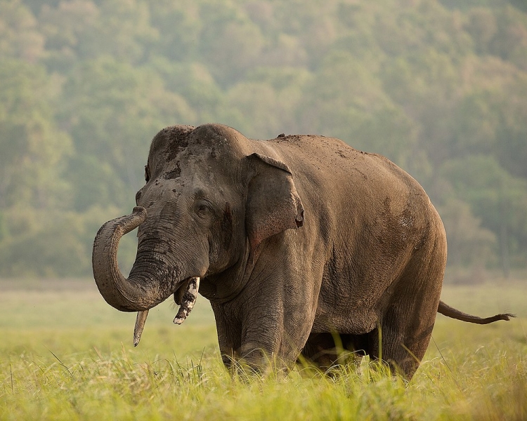 Detail Asian Elephant Image Nomer 14