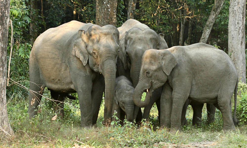 Detail Asian Elephant Image Nomer 16