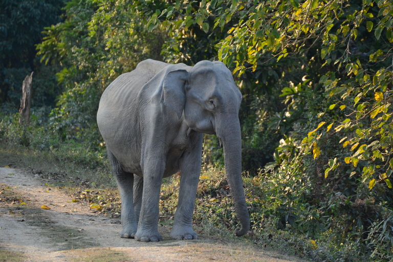 Detail Asian Elephant Image Nomer 17
