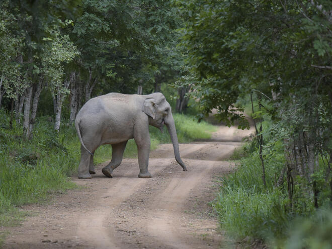 Detail Asian Elephant Image Nomer 19