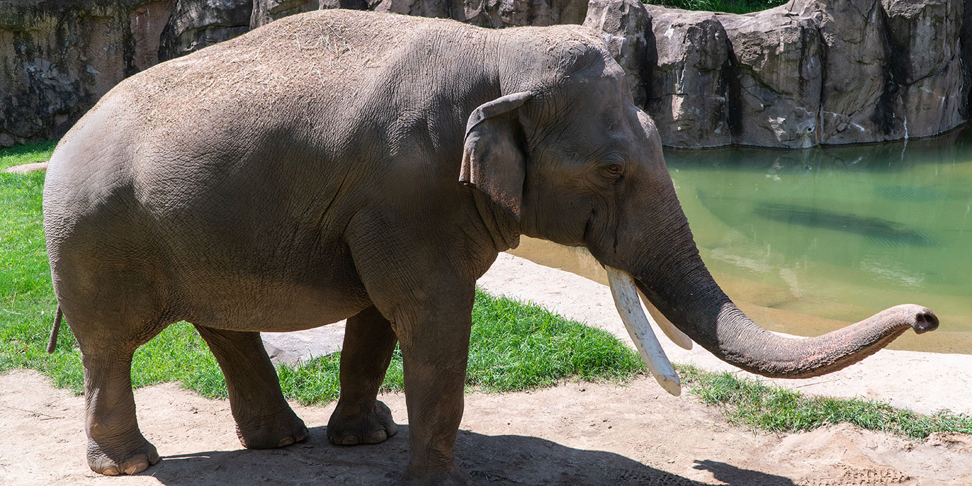 Detail Asian Elephant Image Nomer 3