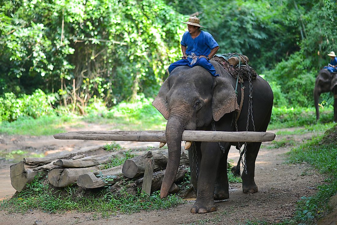 Detail Asian Elephant Image Nomer 25