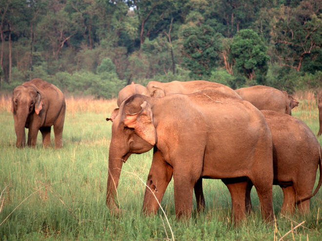 Detail Asian Elephant Image Nomer 29